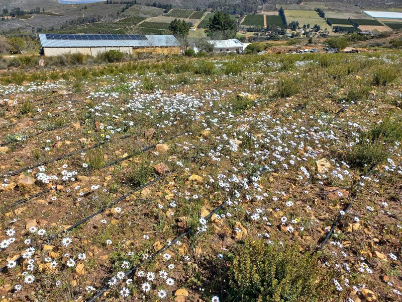 4 Bedroom Property for Sale in Piketberg Rural Western Cape
